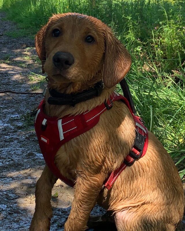 Our boy is growing fast 🐶 7 months old